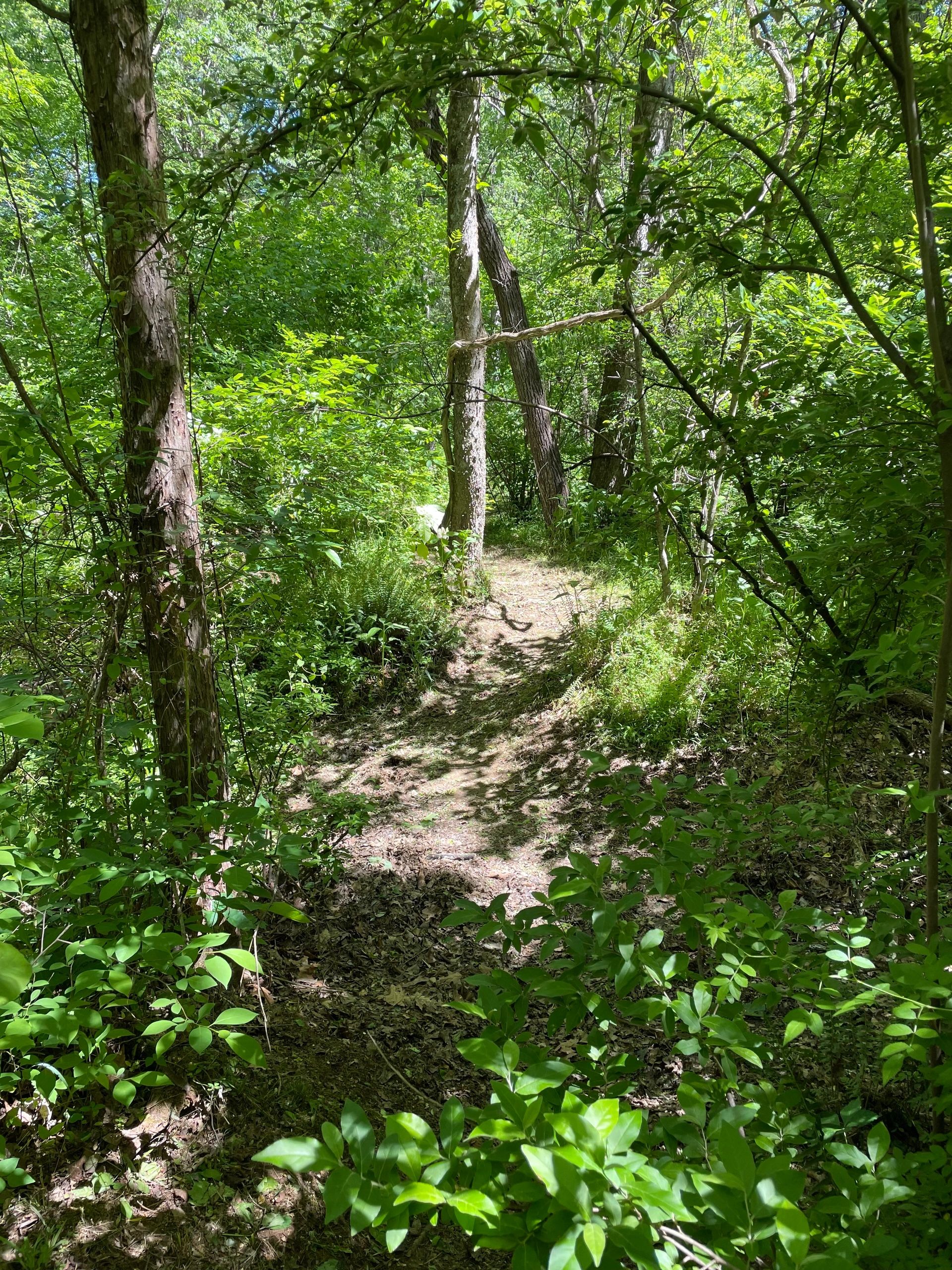 Just Released Forest Bathing Calendar For 2024   Forest Trail 